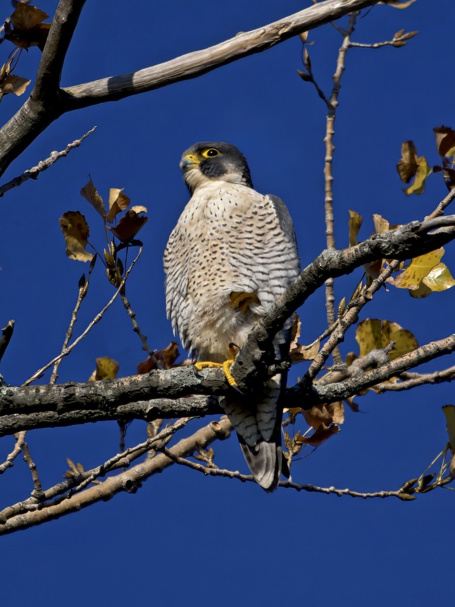 遊隼 - ML644538597