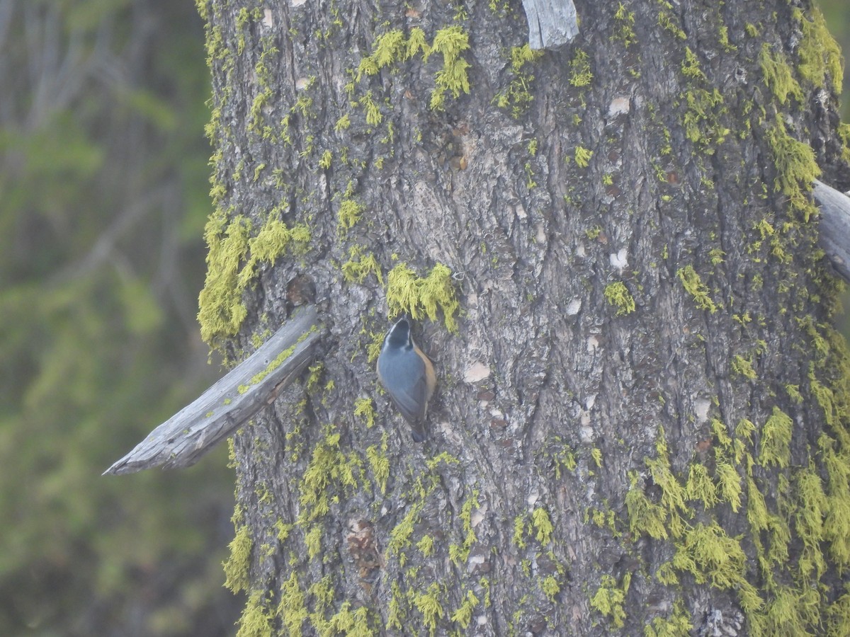 Red-breasted Nuthatch - ML644538598