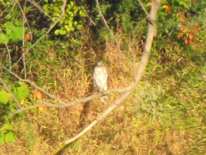 鷹科(中、小型) - ML644538599