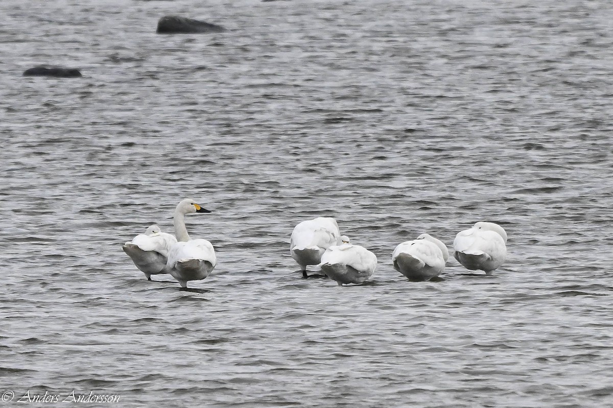 小天鵝 - ML644538600