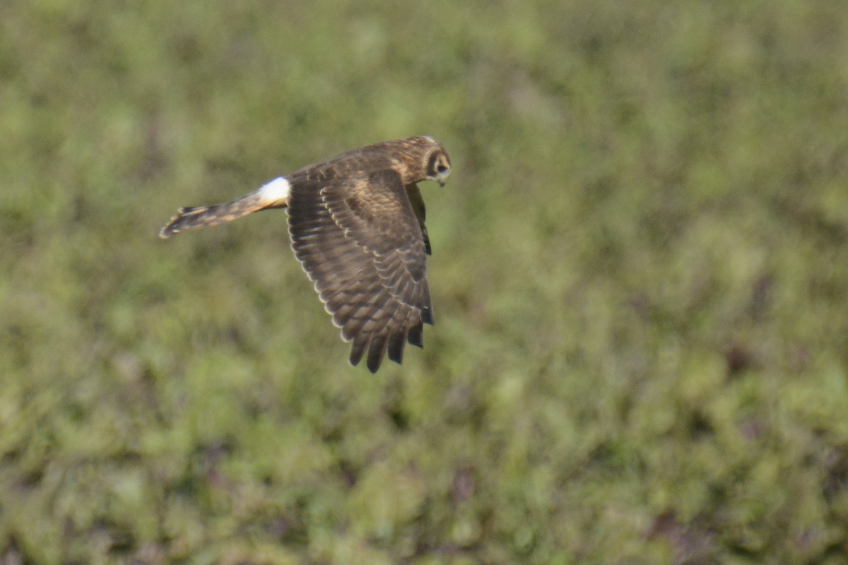 Northern Harrier - ML644538601
