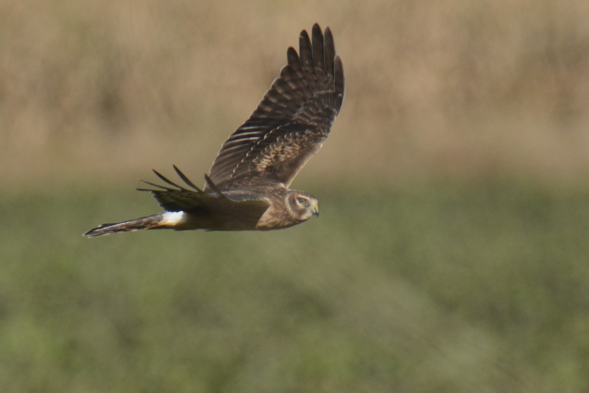 Northern Harrier - ML644538602