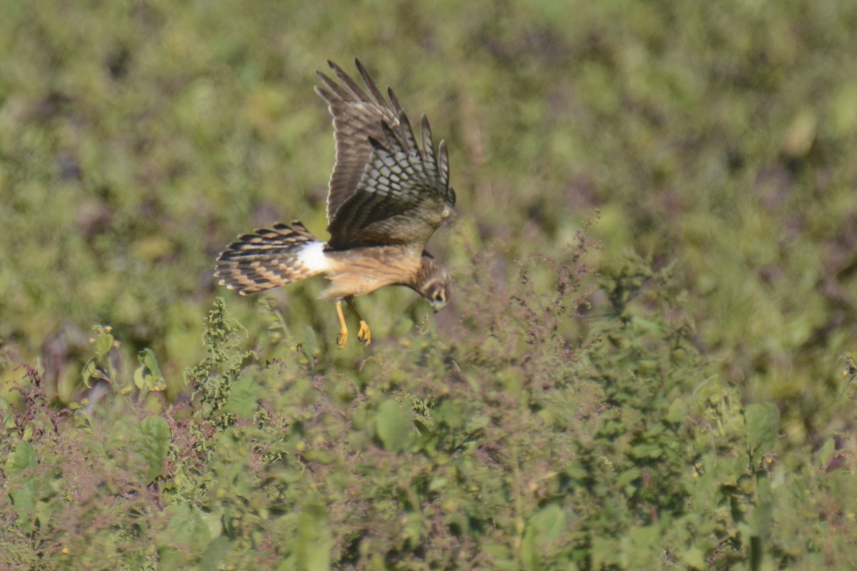 Northern Harrier - ML644538603