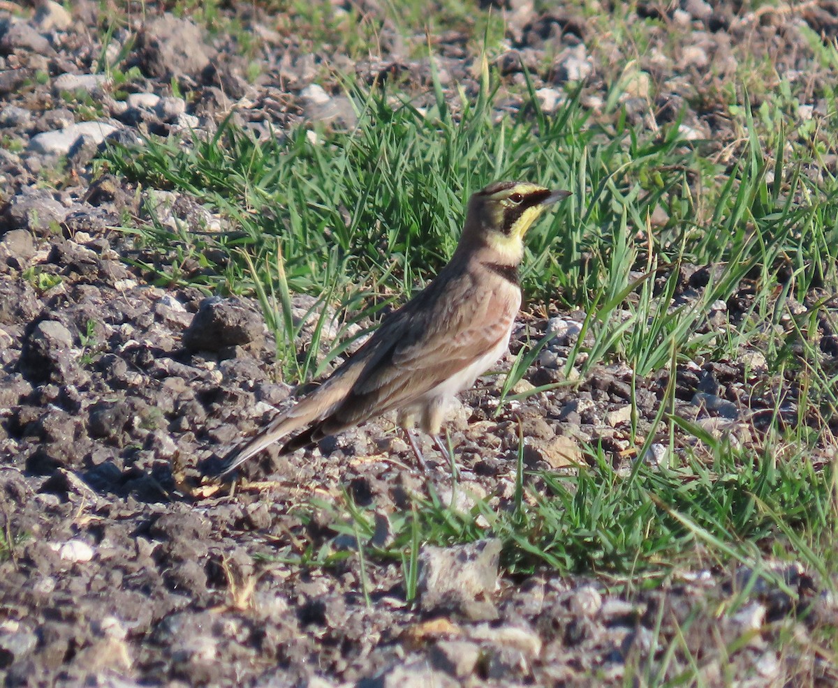 Horned Lark - ML644538604