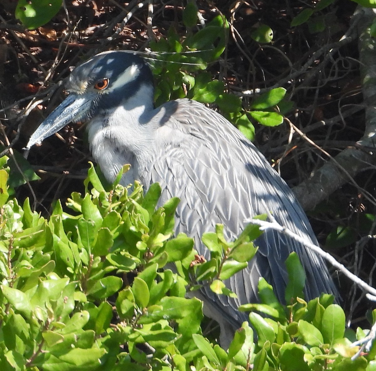 Yellow-crowned Night Heron - ML644538606