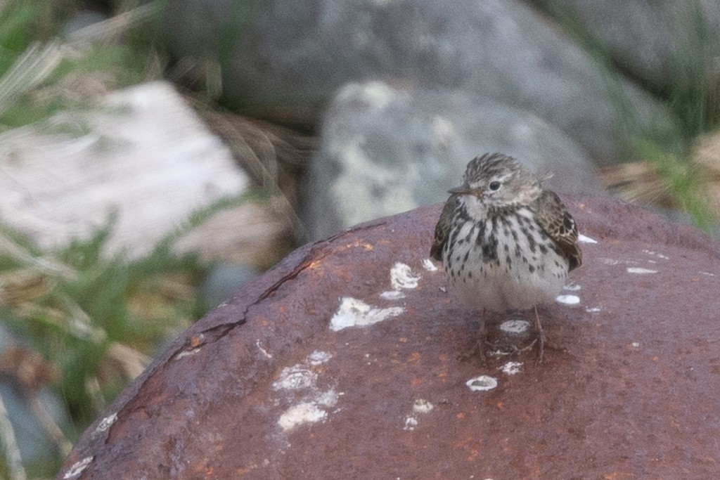 Bisbita Pratense - ML644538610