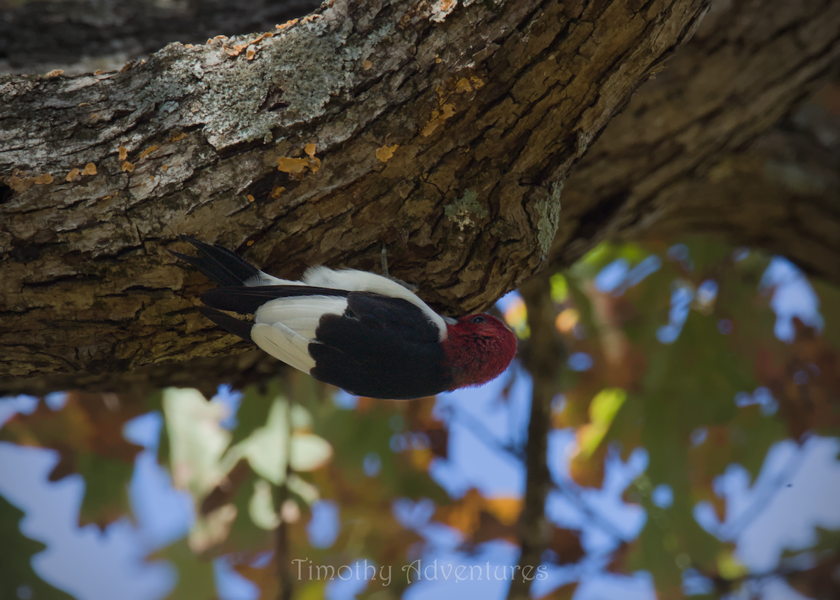 Red-headed Woodpecker - ML644538616