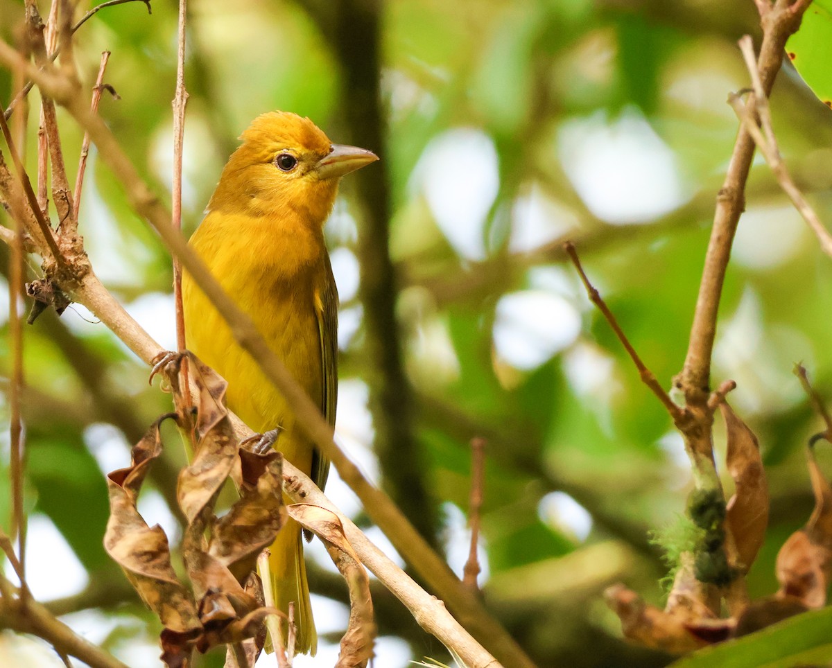 Summer Tanager - ML644538619