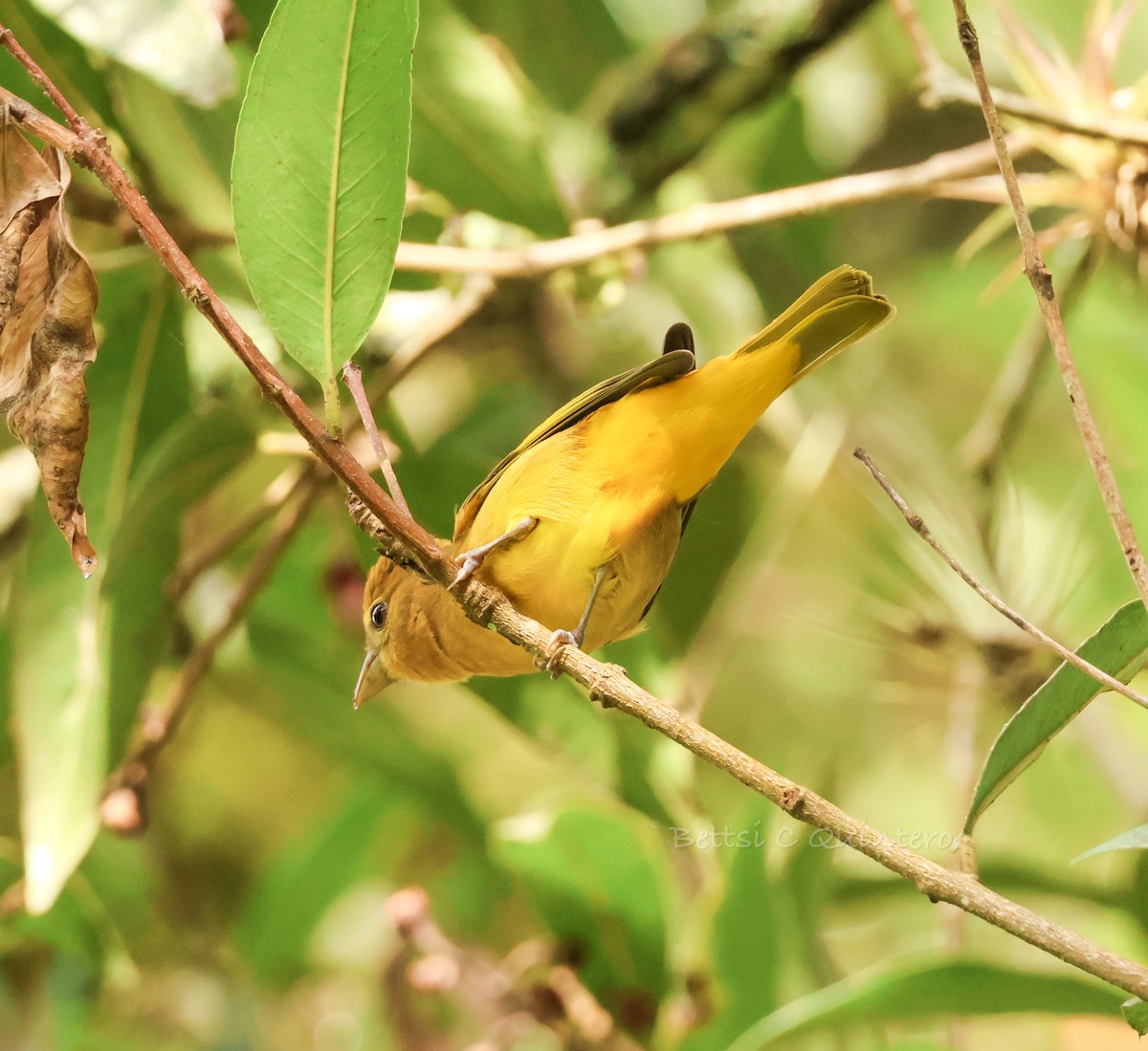 Summer Tanager - ML644538621