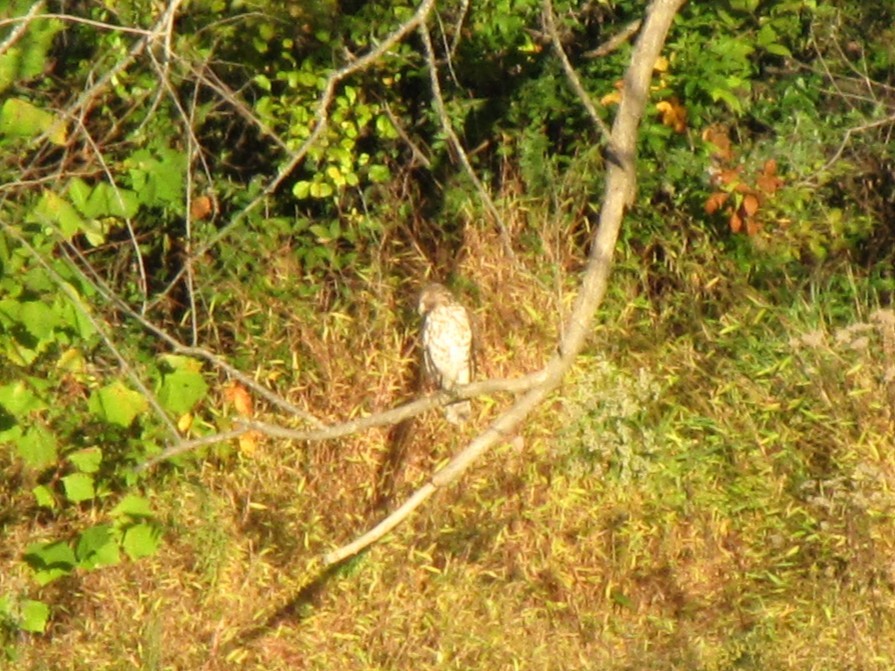 タカ科 - ML644538625