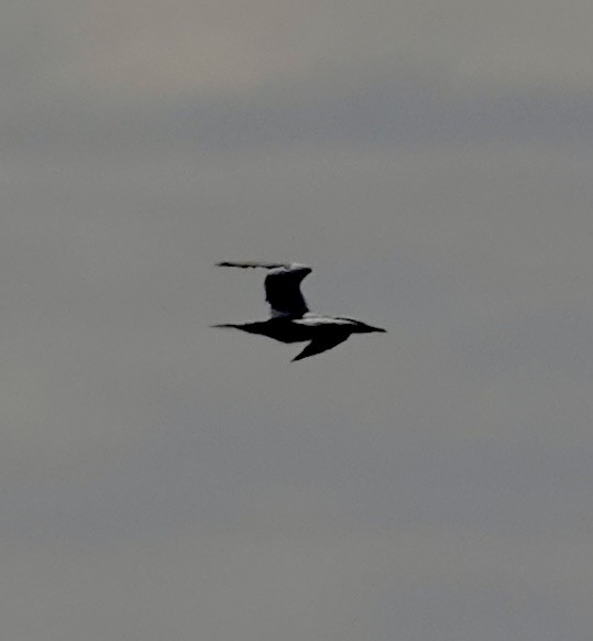 Сула атлантична - ML644538633