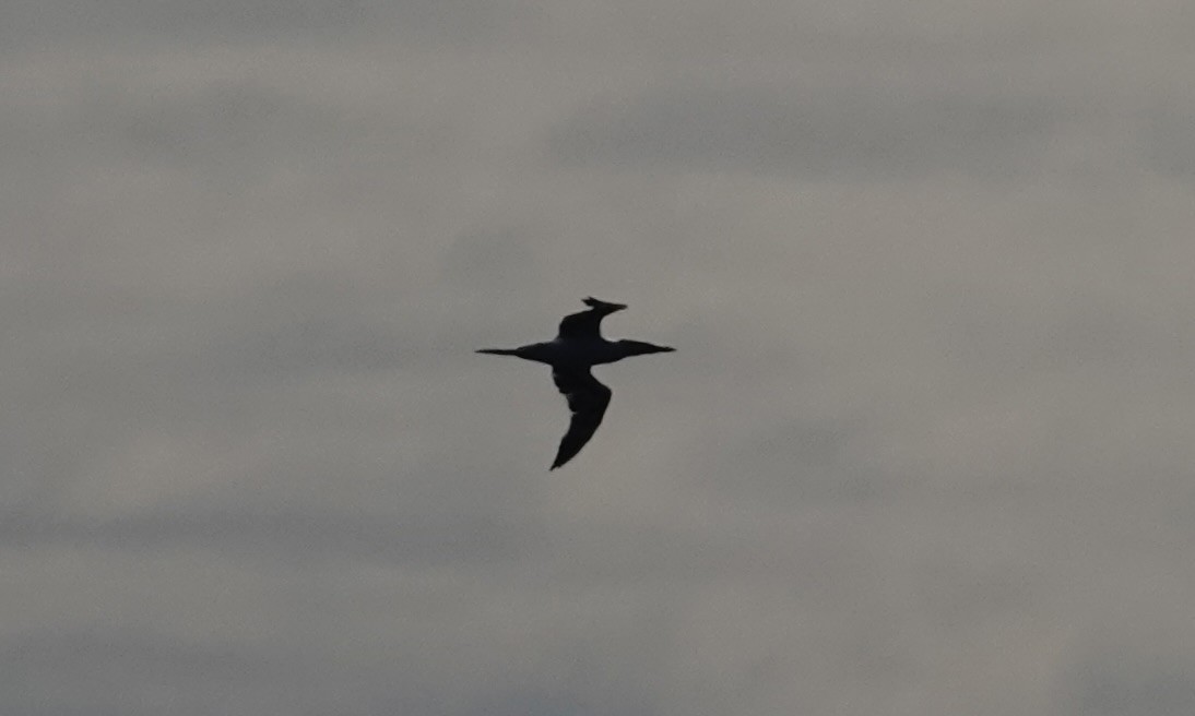 Сула атлантична - ML644538634