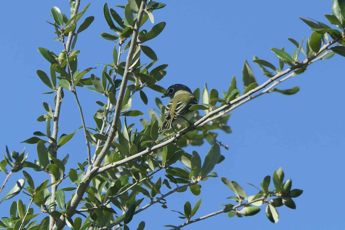 Viréo à tête bleue - ML644538635
