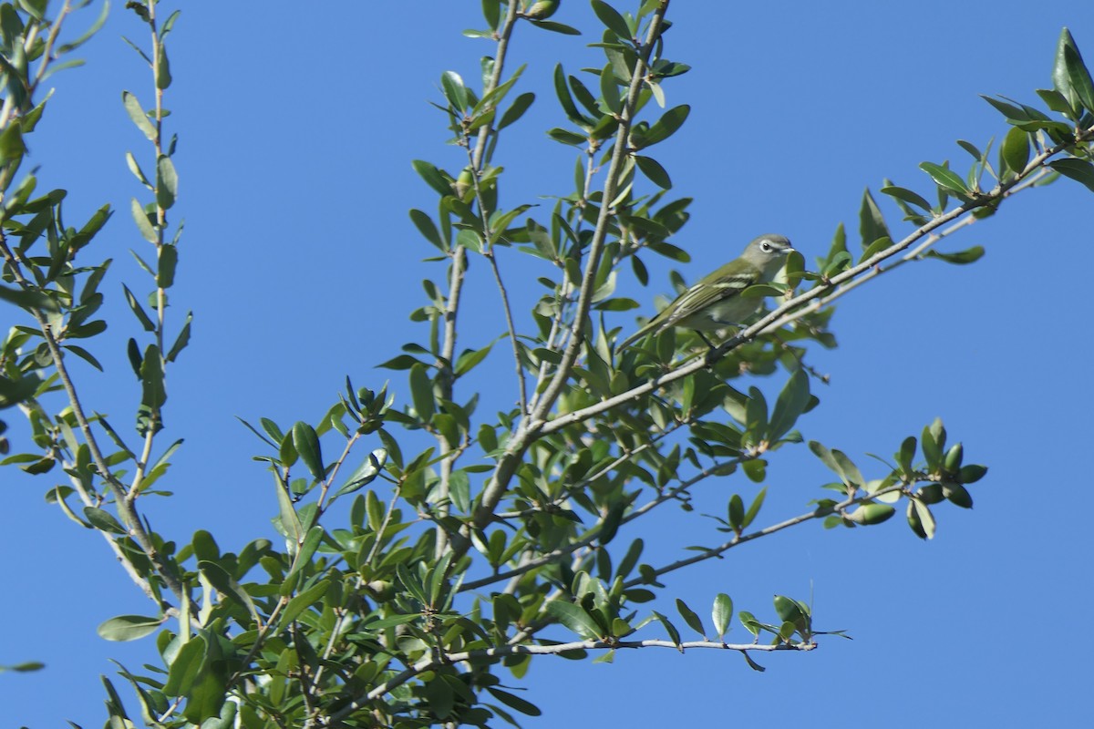 Viréo à tête bleue - ML644538636