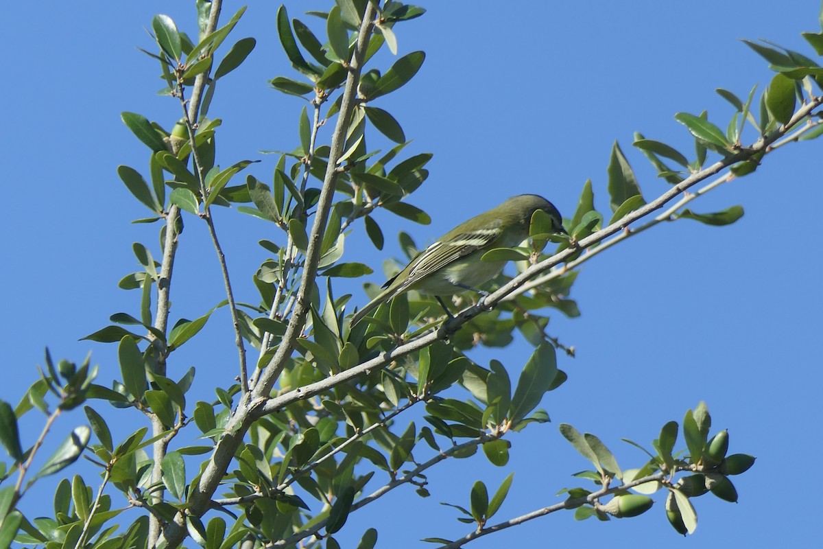 Viréo à tête bleue - ML644538637