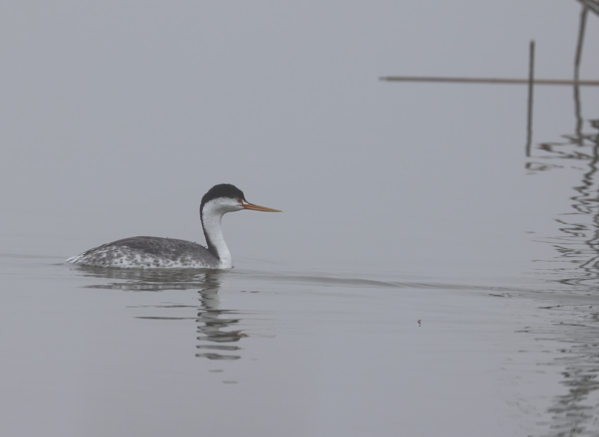 Clark murgila - ML644538640