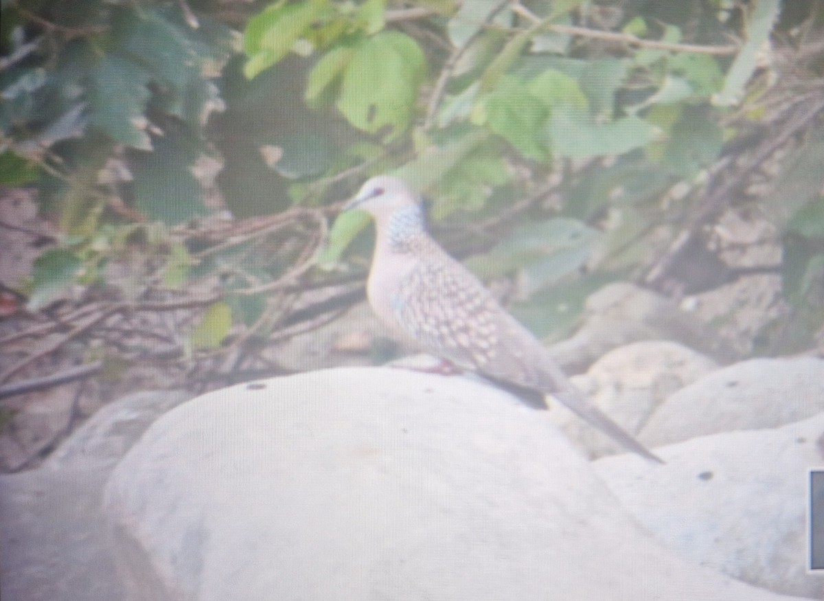 Tourterelle tigrine - ML644538642