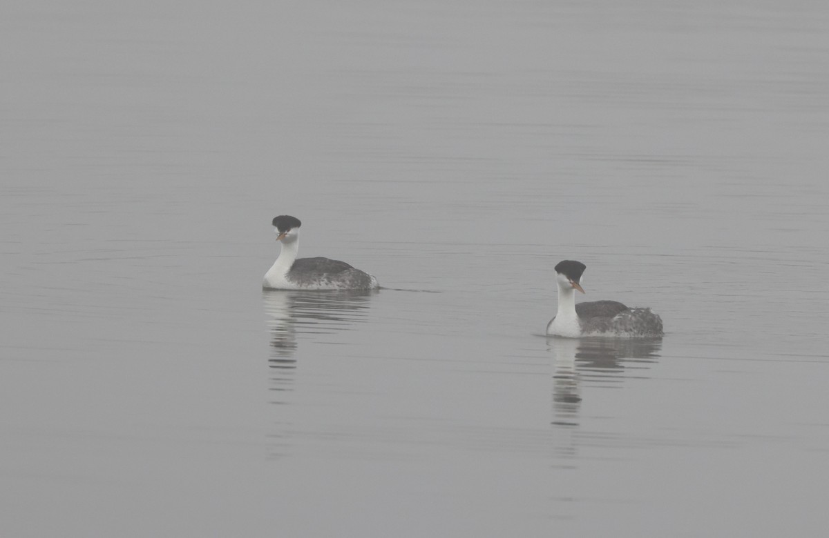 Clark murgila - ML644538643