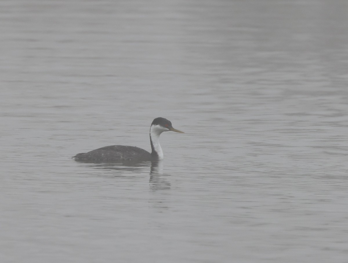 svanedykker - ML644538644