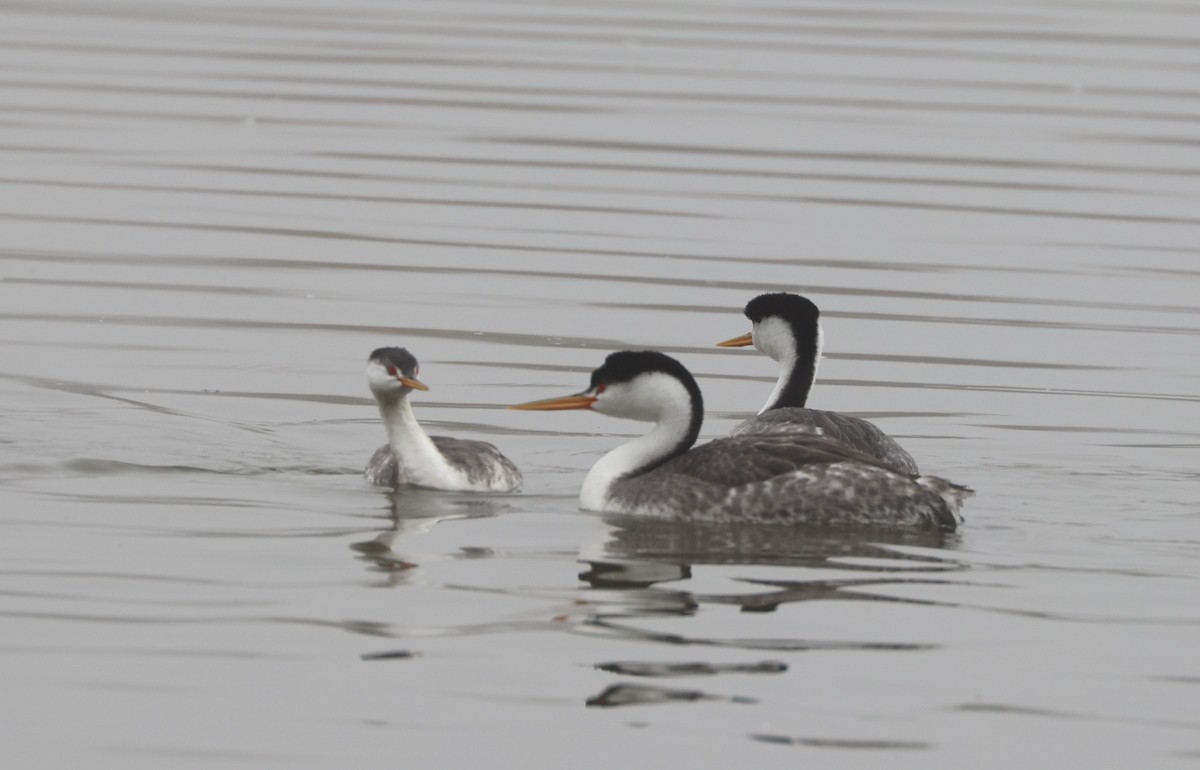 Clark murgila - ML644538645