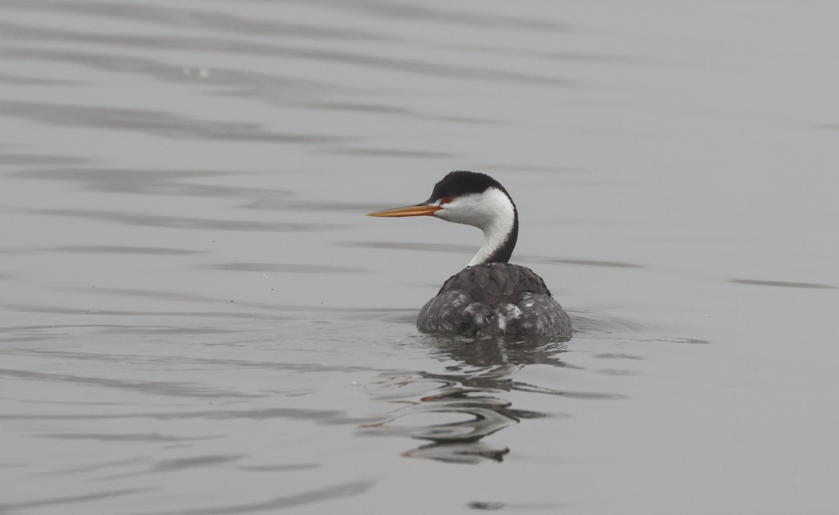 Clark murgila - ML644538646