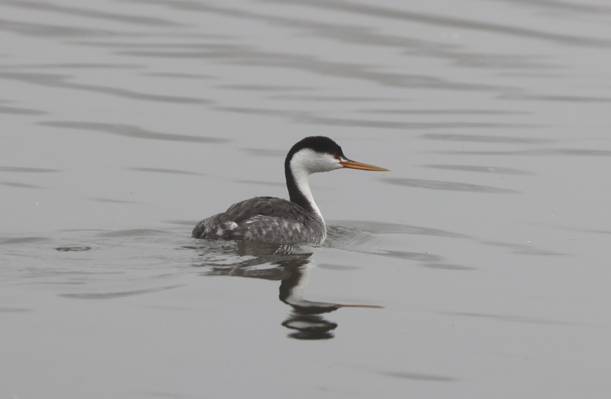 Clark murgila - ML644538647