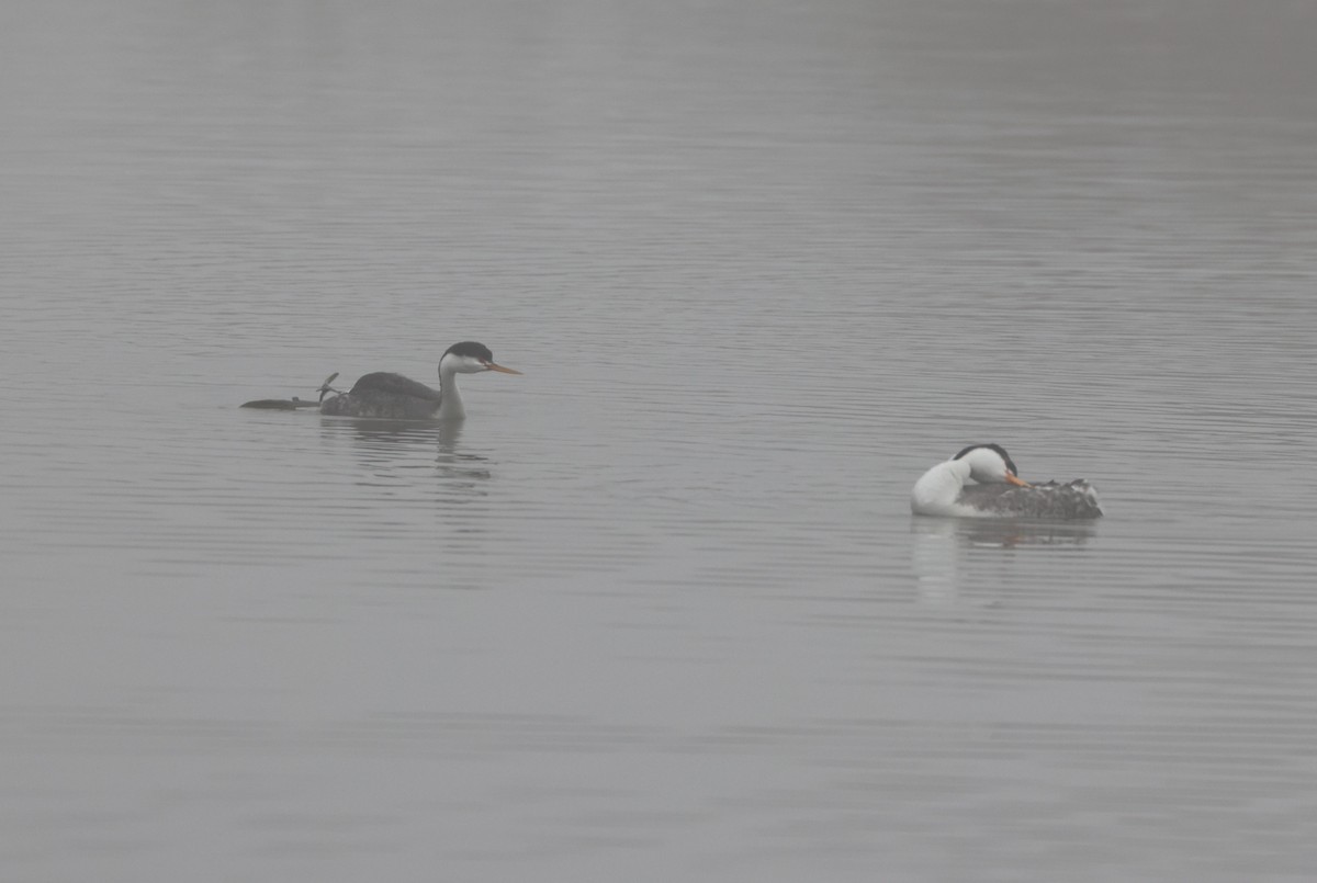 Clark murgila - ML644538648