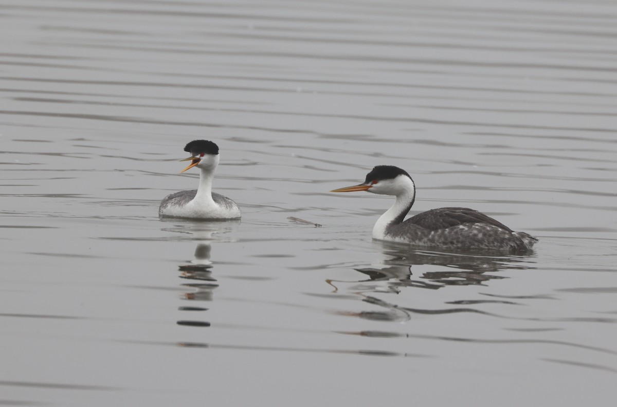 Clark murgila - ML644538649