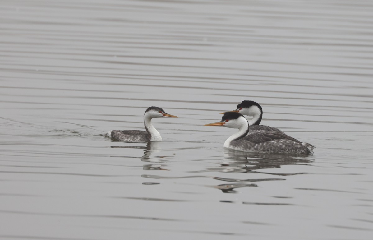 Clark murgila - ML644538650