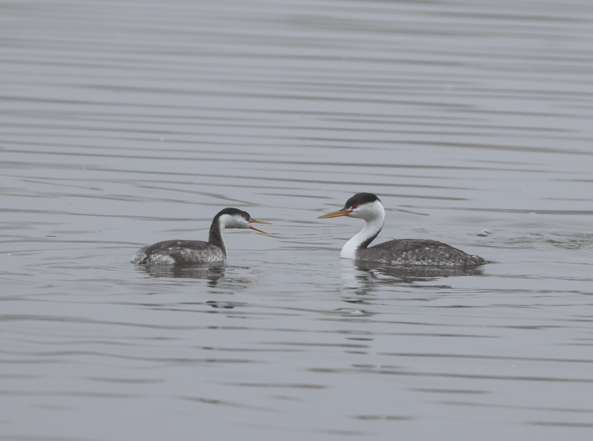 Clark murgila - ML644538651