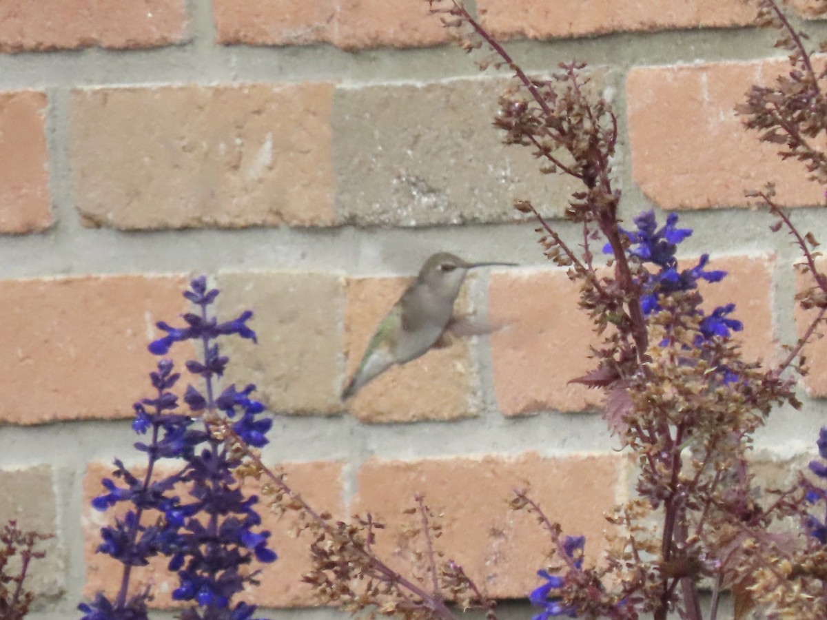 Black-chinned Hummingbird - ML644538653