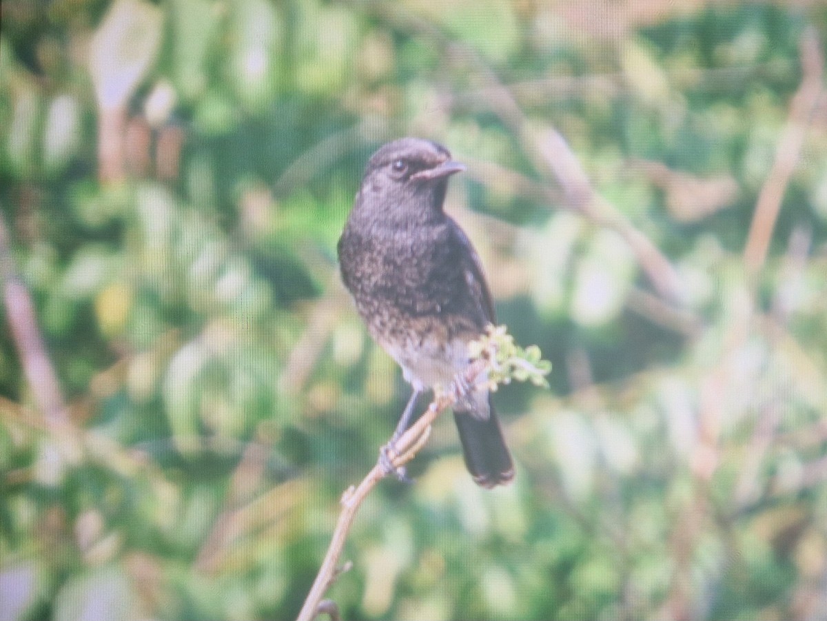 Tarier pie - ML644538661