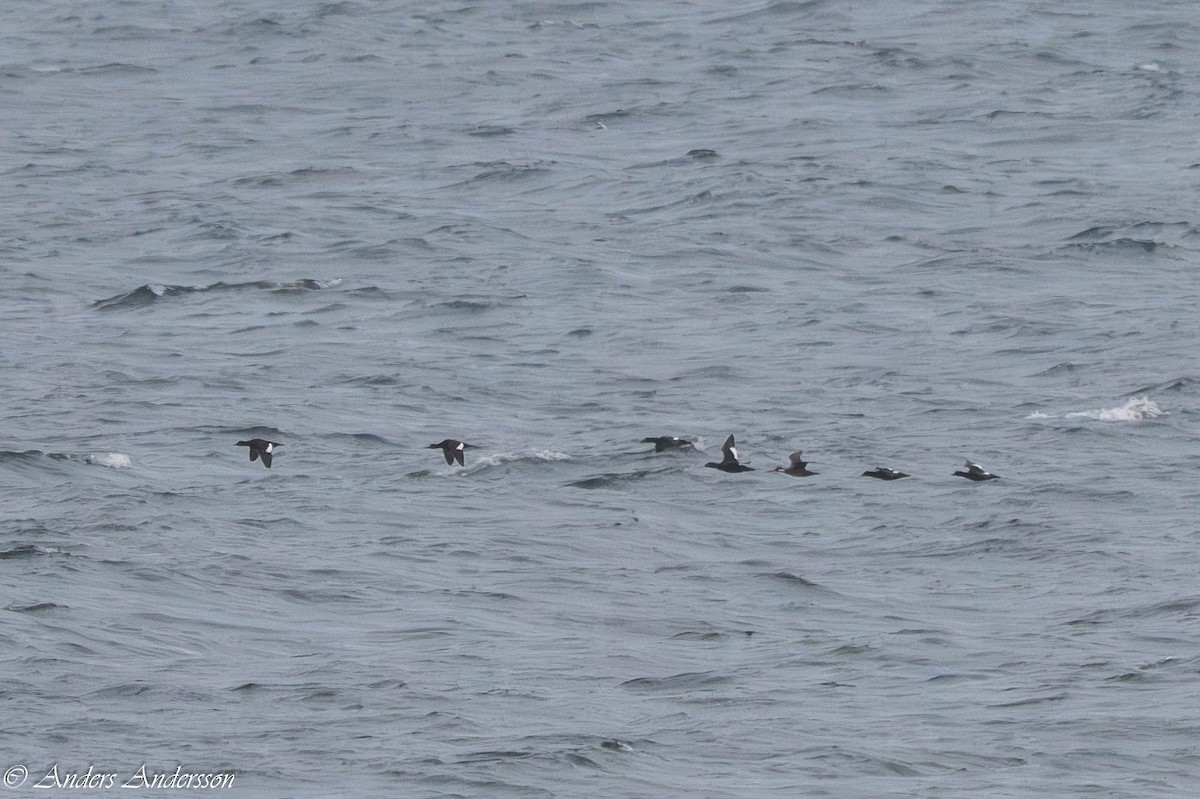 Macreuse brune - ML644538665