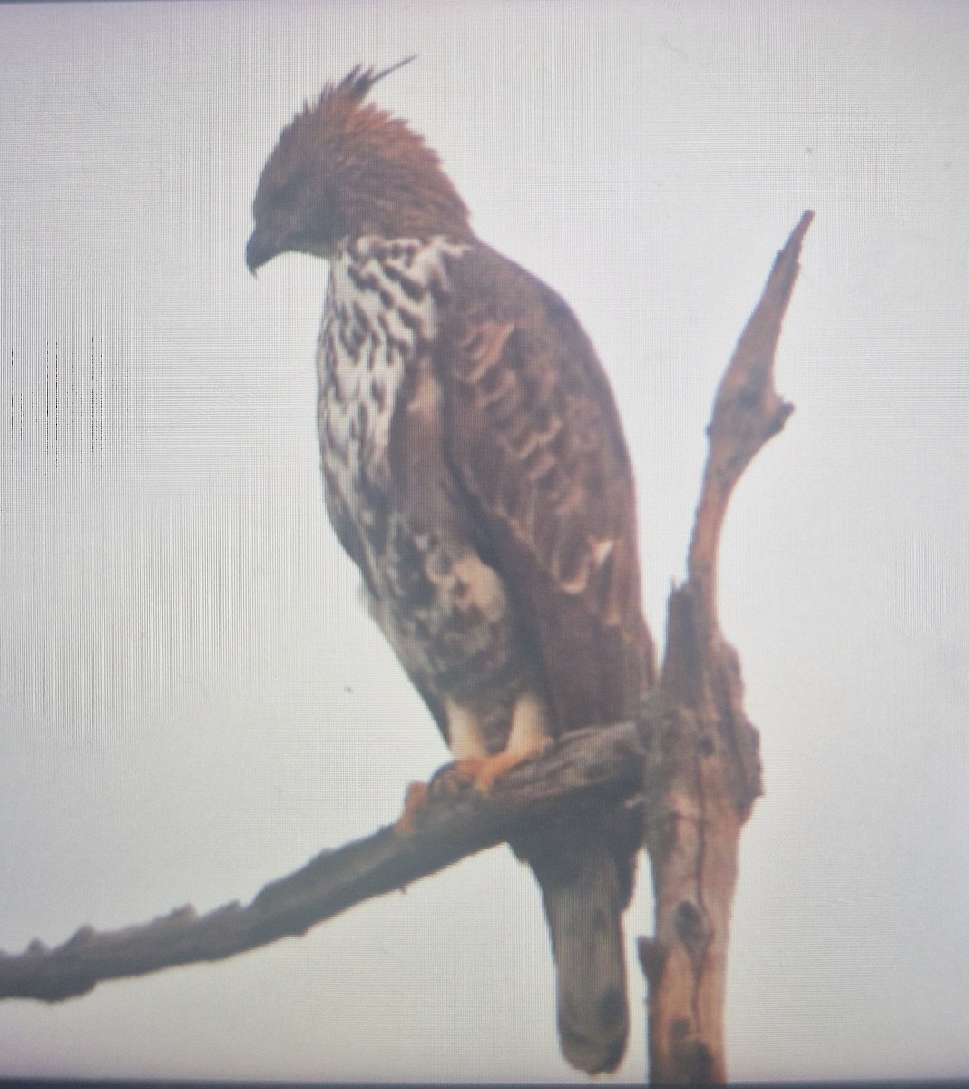 Aigle huppé - ML644538667