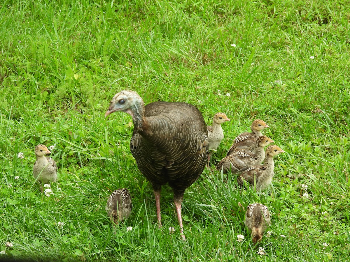 הודן בר - ML644538698