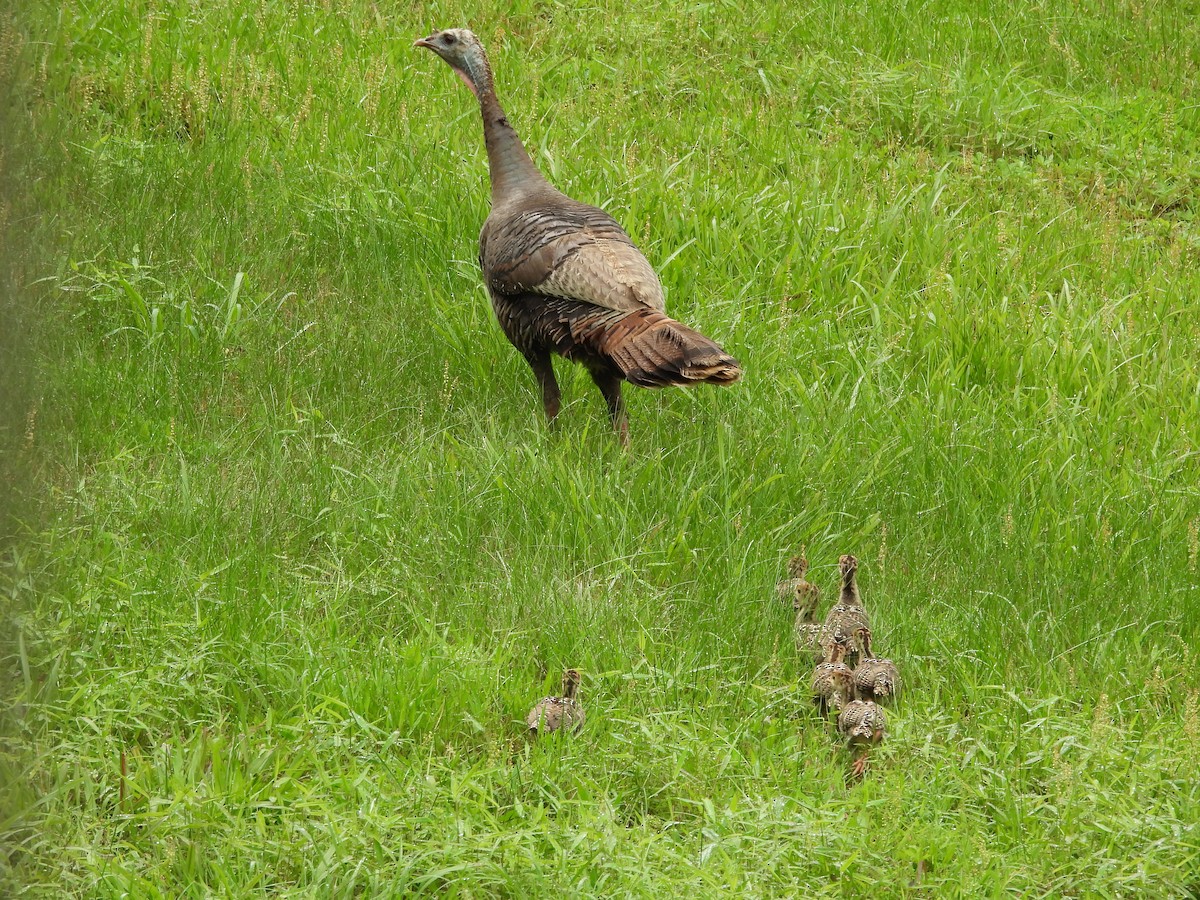 הודן בר - ML644538699