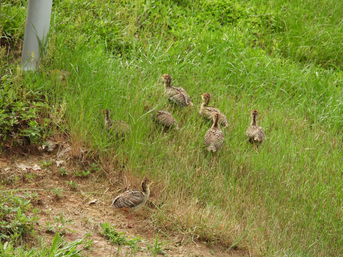 הודן בר - ML644538700