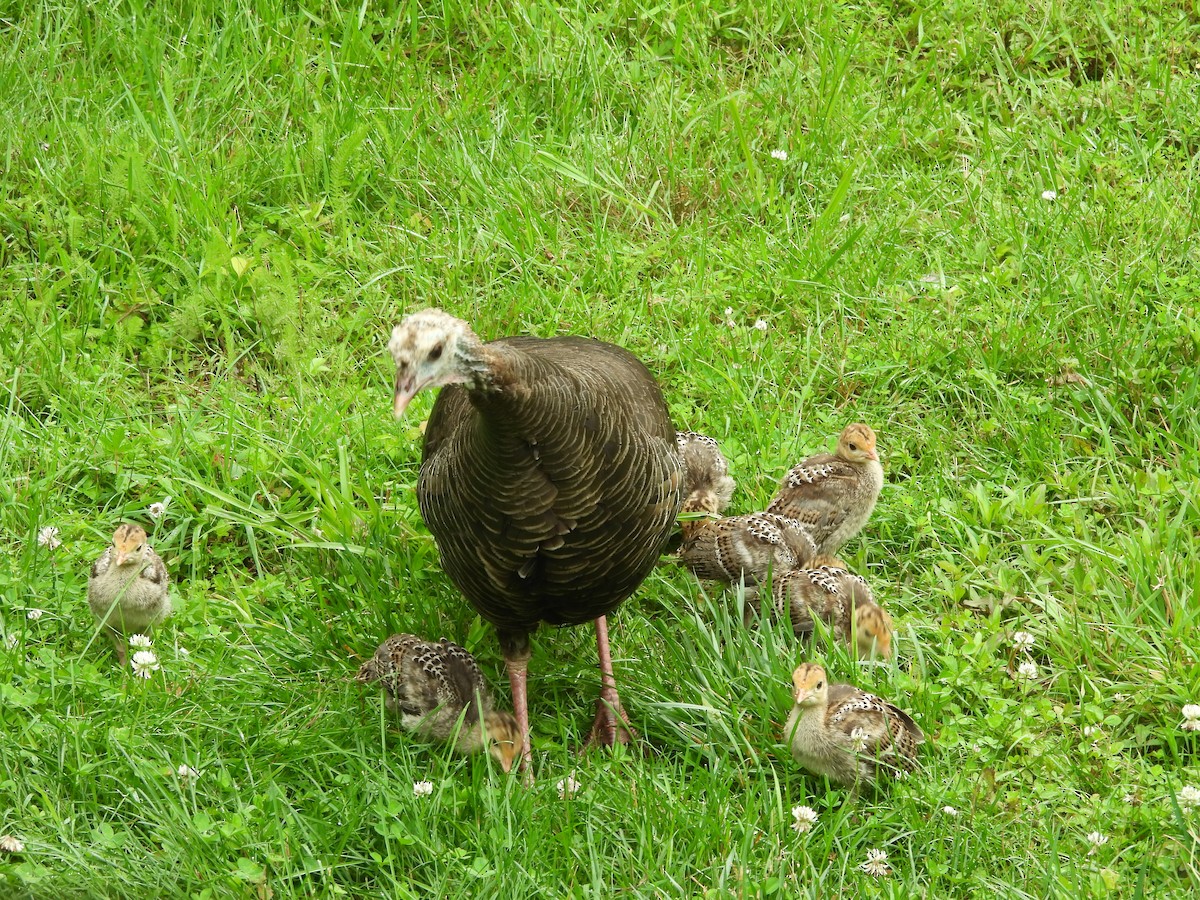 הודן בר - ML644538701