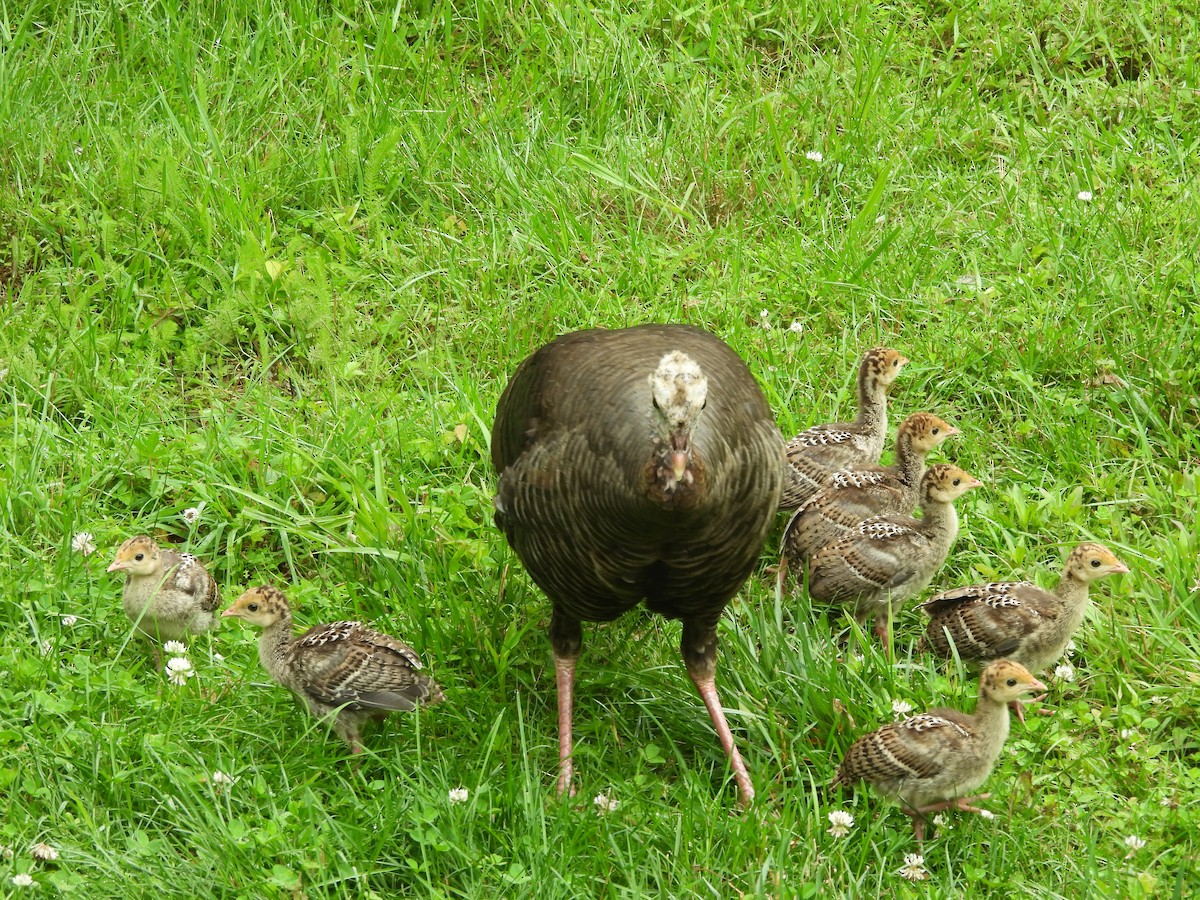 הודן בר - ML644538702