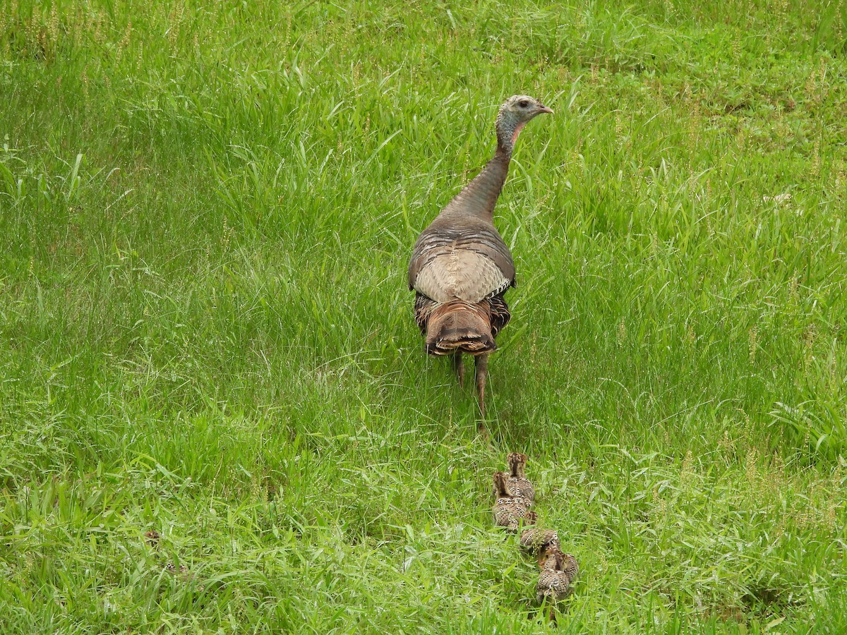 הודן בר - ML644538703