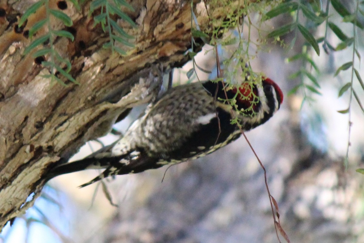 Yellow-bellied Sapsucker - ML64453871