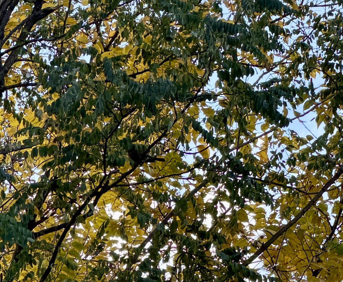 קיכלי נודד - ML644538711