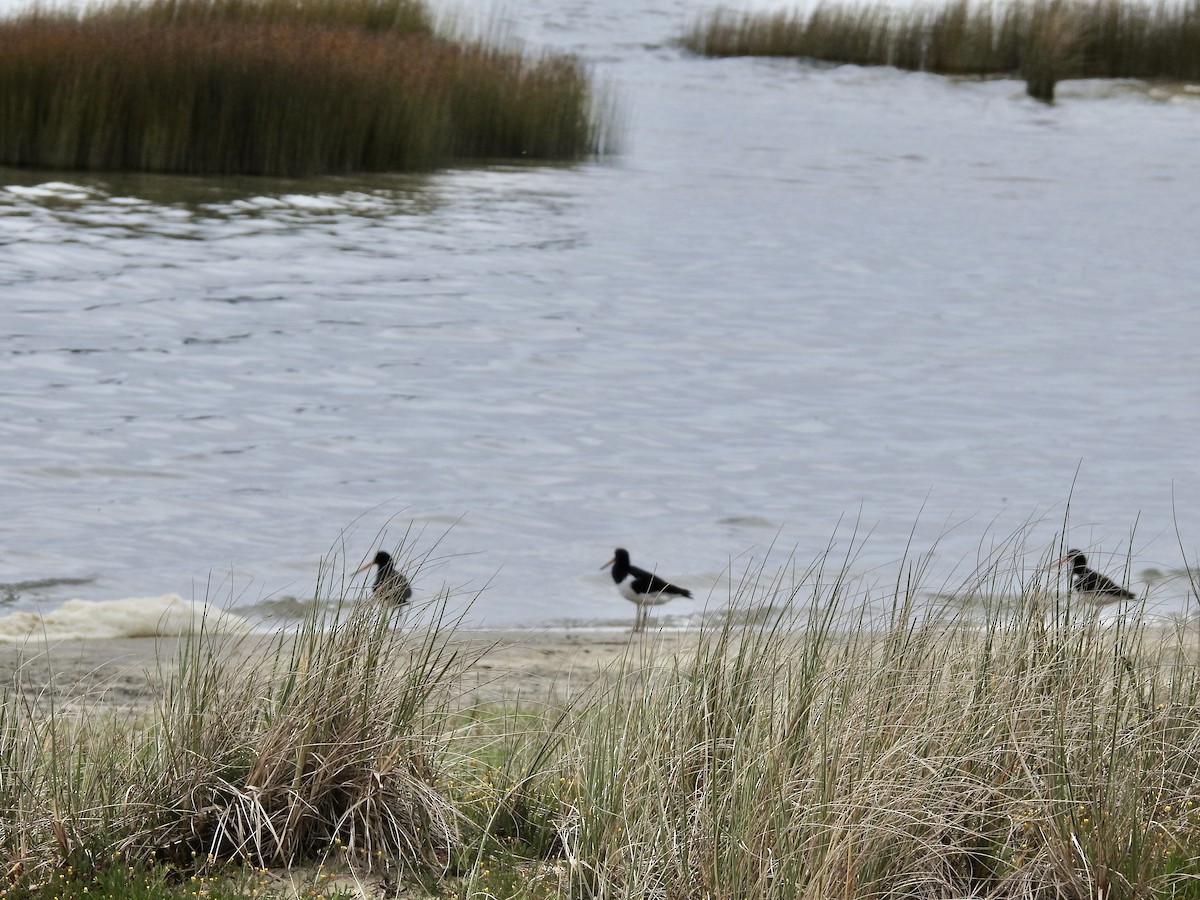 South Island Oystercatcher - ML644538719