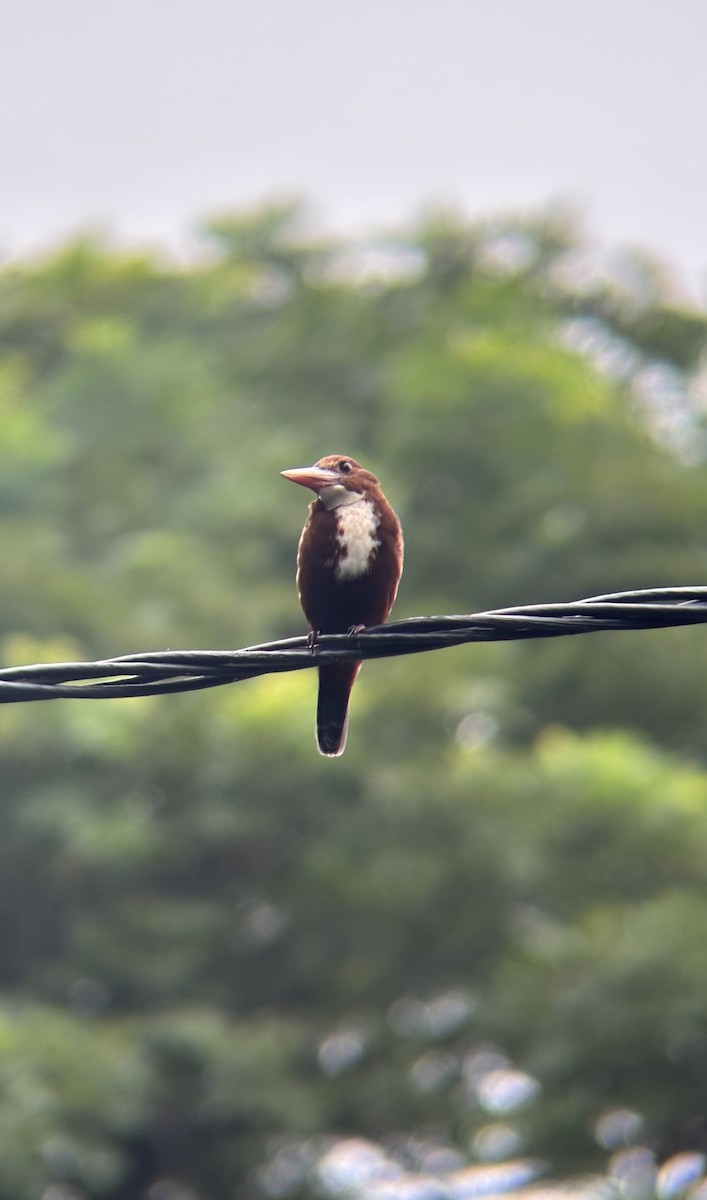 Martin-chasseur de Smyrne - ML644538720