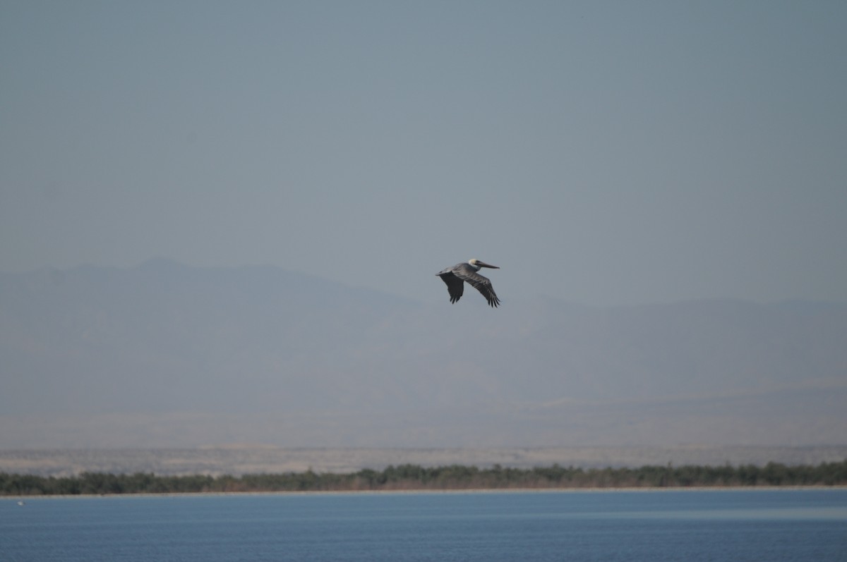 Kahverengi Pelikan - ML644538722