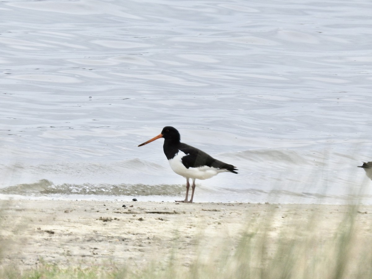 South Island Oystercatcher - ML644538723