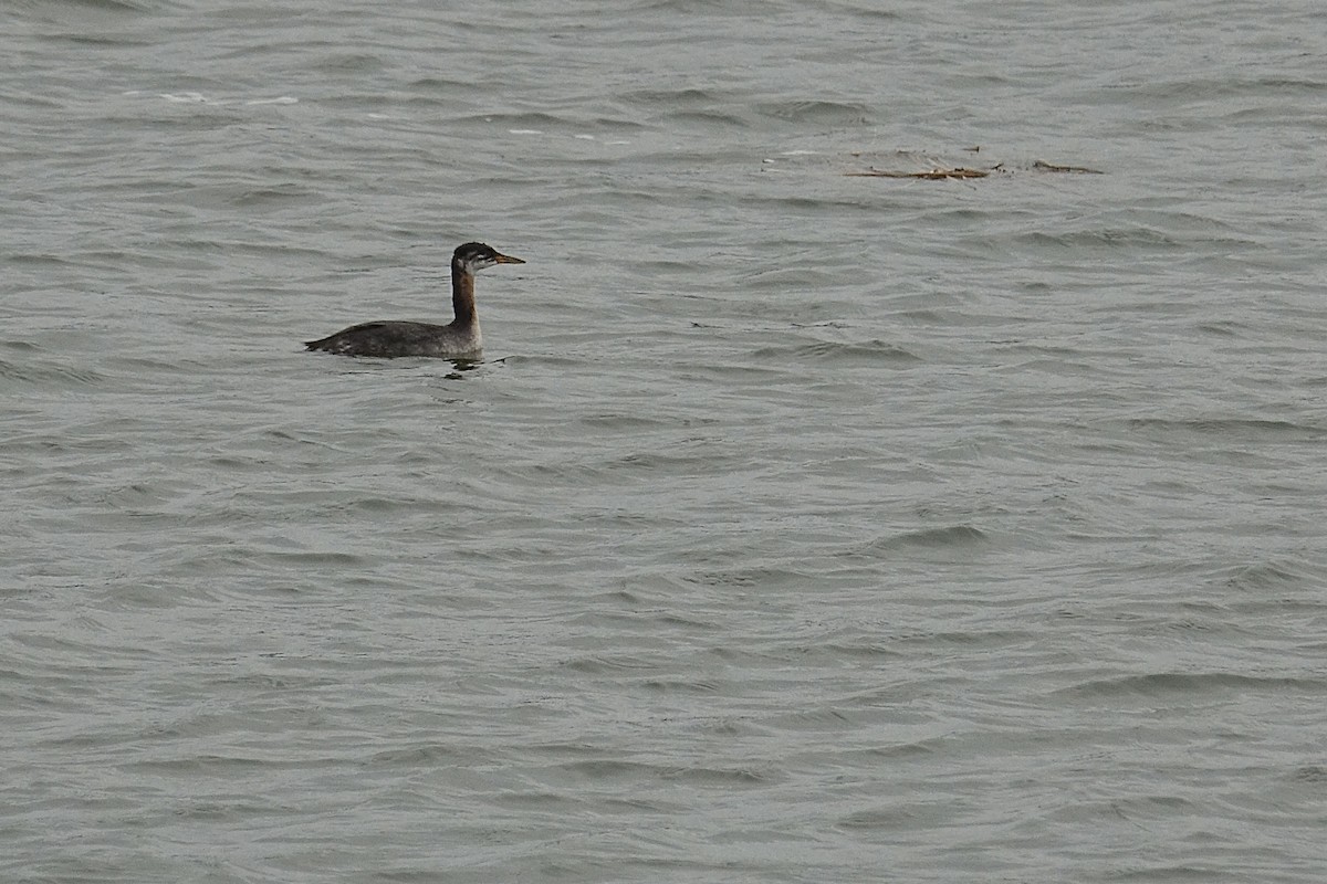 Red-necked Grebe - ML644538729