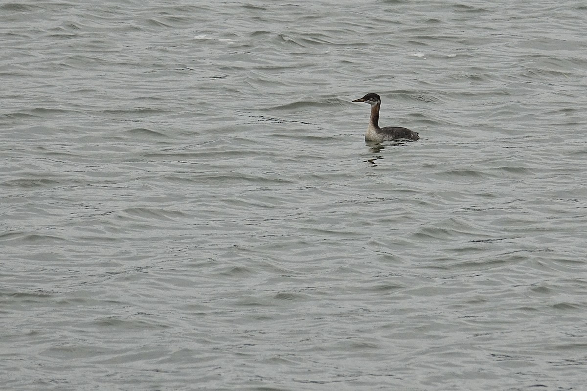 Red-necked Grebe - ML644538730