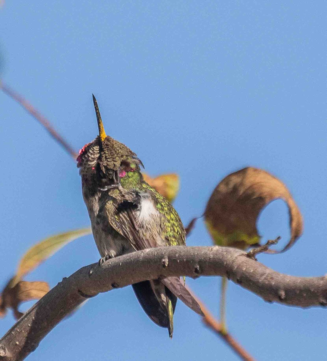 Anna's Hummingbird - ML644538744
