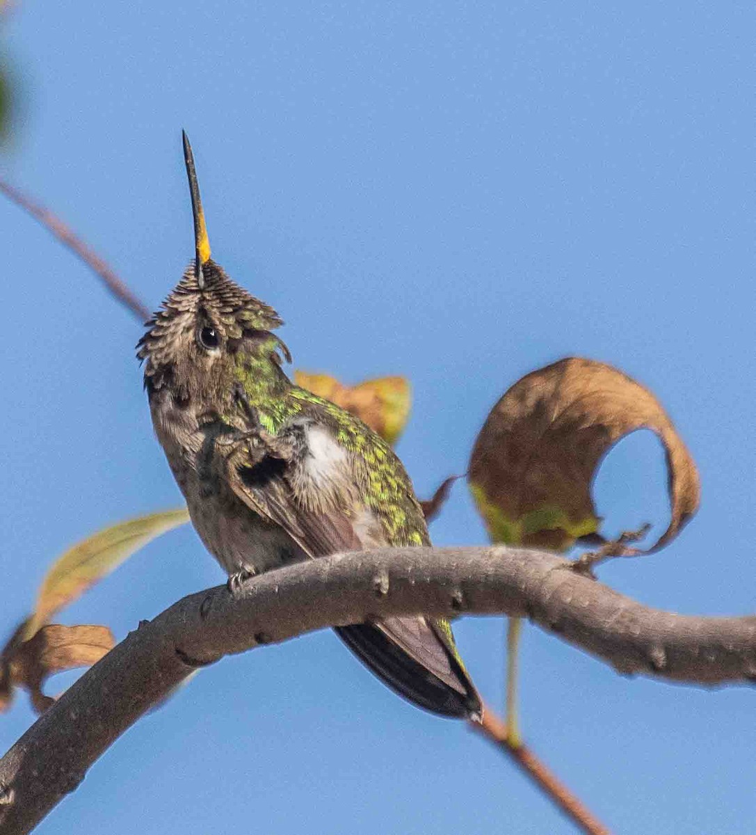 Anna's Hummingbird - ML644538745